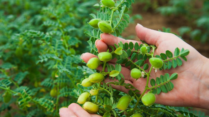 Syngenta launches Atuva Chickpea inoculant to boost nitrogen fixation, 15-day survival