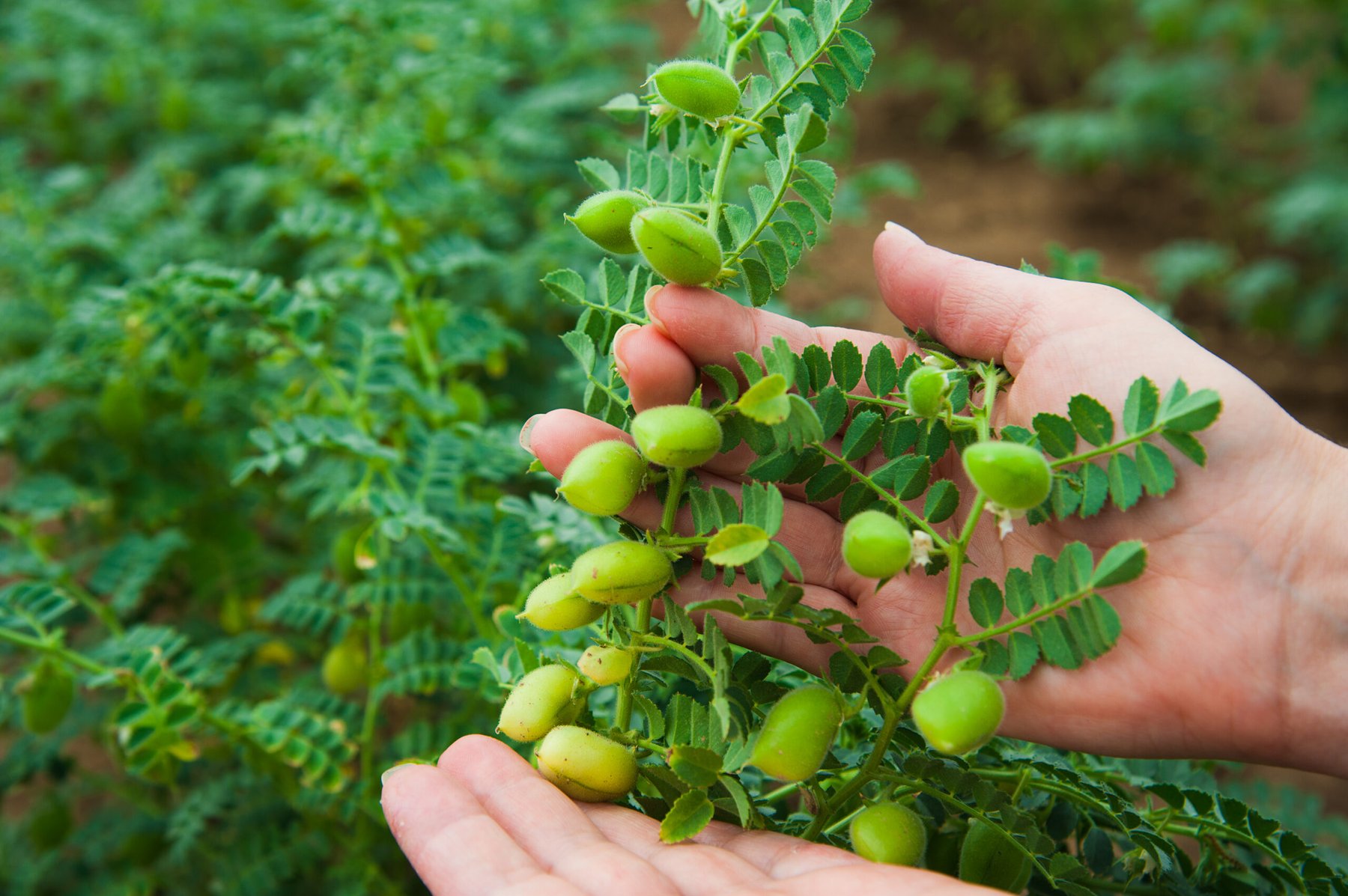 Syngenta launches Atuva Chickpea inoculant to boost nitrogen fixation, 15-day survival