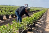 BRANDT acquires Mexican crop inputs maker Altiara to expand in Latin America