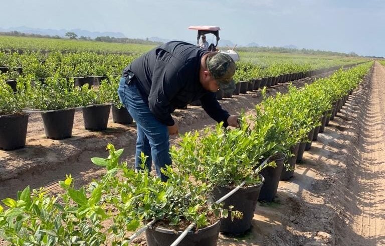 BRANDT acquires Mexican crop inputs maker Altiara to expand in Latin America