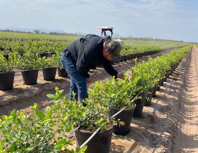 BRANDT acquires Mexican crop inputs maker Altiara to expand in Latin America