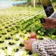 BioConsortia secures $15M to boost global launch of nitrogen-fixing seed treatment