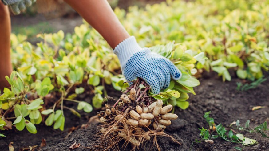 Gene-edited peanuts hit harvest milestone in first U.S. field trial with 3 allergens removed