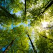 Forest thinning produced larger trees without reducing carbon storage, 30-year study finds