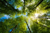 Forest thinning produced larger trees without reducing carbon storage, 30-year study finds