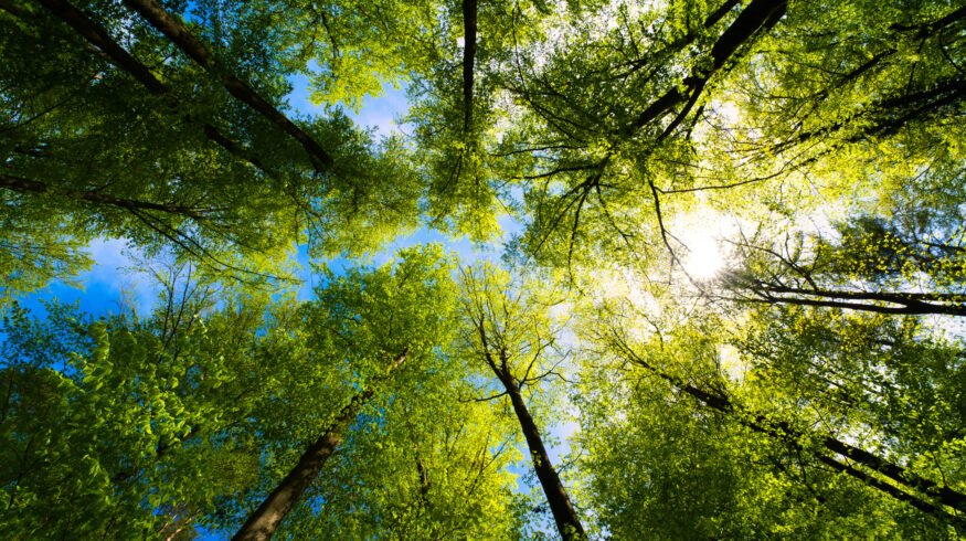 Forest thinning produced larger trees without reducing carbon storage, 30-year study finds
