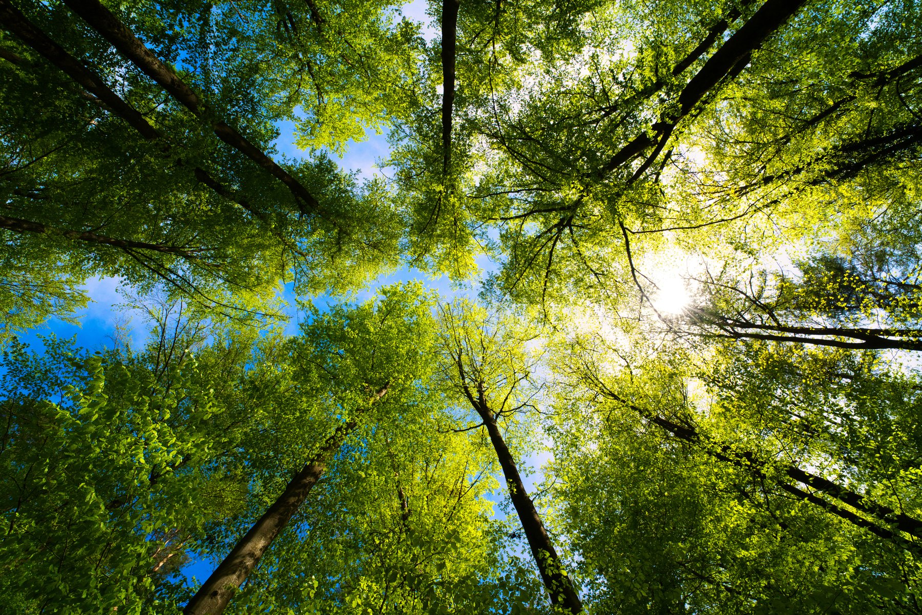 Forest thinning produced larger trees without reducing carbon storage, 30-year study finds