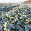 Winter canola lifts corn-soy productivity 18% in Illinois simulation, study finds