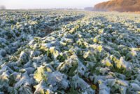 Winter canola lifts corn-soy productivity 18% in Illinois simulation, study finds