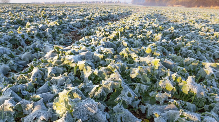Winter canola lifts corn-soy productivity 18% in Illinois simulation, study finds