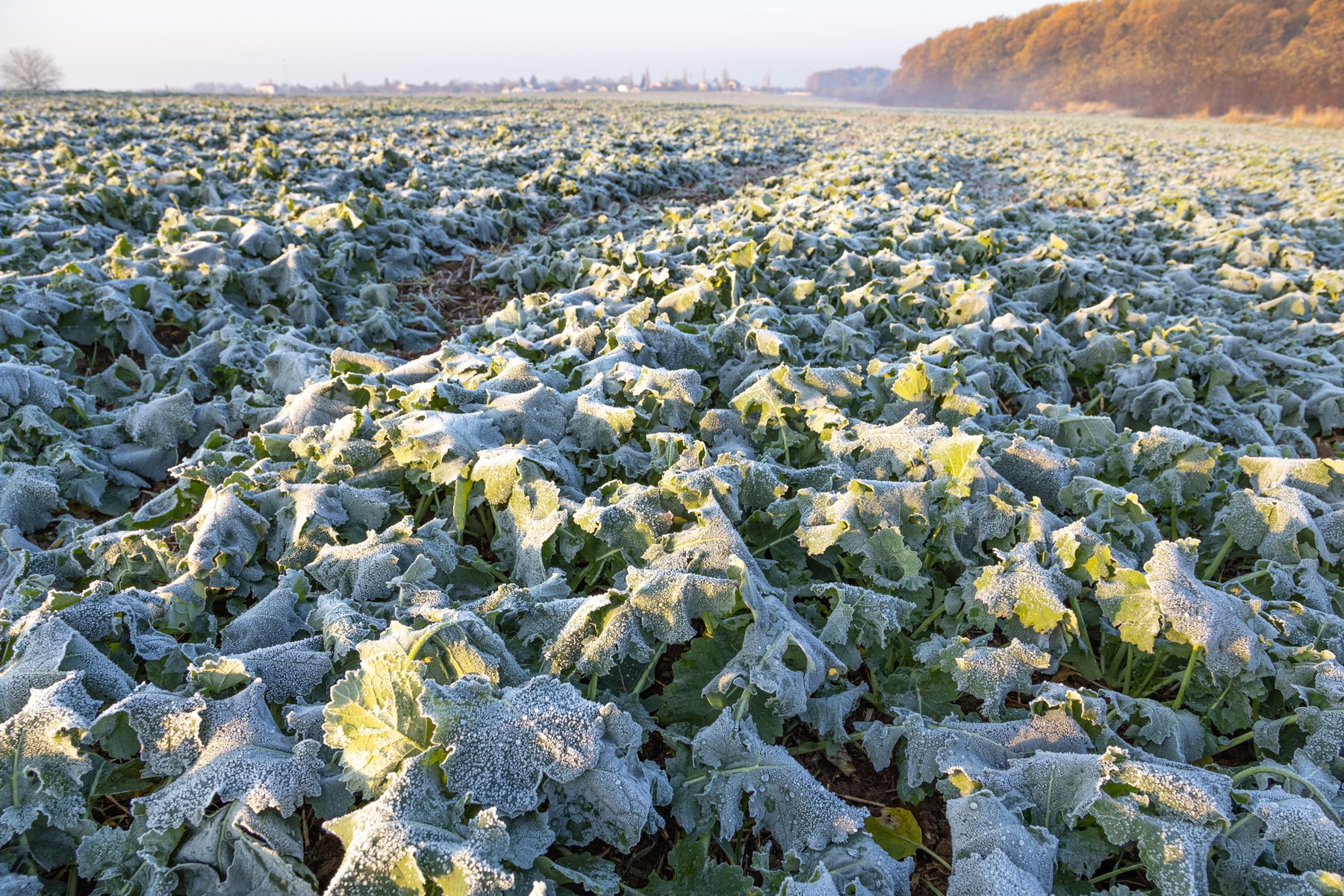 Winter canola lifts corn-soy productivity 18% in Illinois simulation, study finds