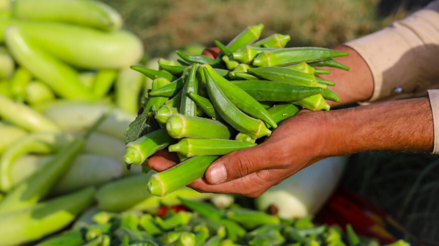 Okra genetic diversity study maps 81 accessions, flags 5 key lines to boost breeding