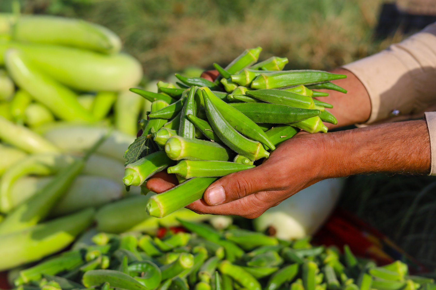Okra genetic diversity study maps 81 accessions, flags 5 key lines to boost breeding