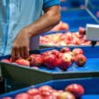 Brazil’s apple exports surge as bumper harvest pressures grower prices