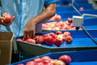 Brazil’s apple exports surge as bumper harvest pressures grower prices
