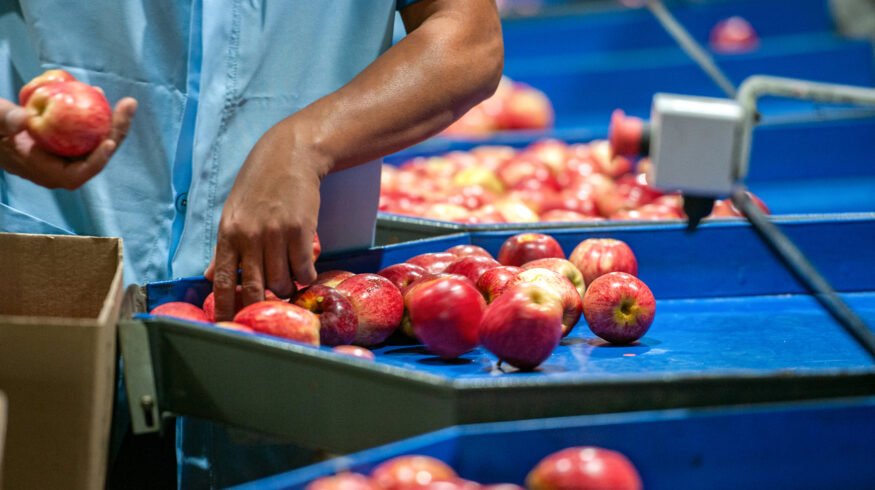 Brazil’s apple exports surge as bumper harvest pressures grower prices