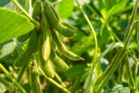 European Commission authorizes seven genetically engineered crops for EU imports