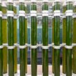 Microalgae biostimulants get boost as 2 European firms launch strategic PNA joint venture
