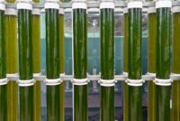 Microalgae biostimulants get boost as 2 European firms launch strategic PNA joint venture
