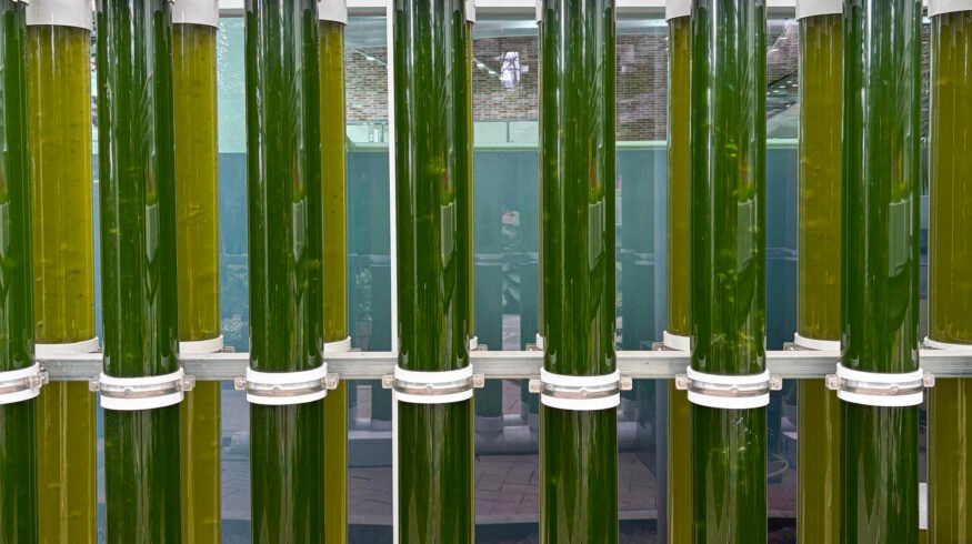 Microalgae biostimulants get boost as 2 European firms launch strategic PNA joint venture