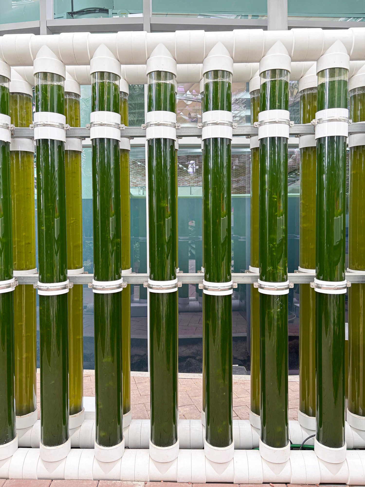 Microalgae biostimulants get boost as 2 European firms launch strategic PNA joint venture