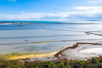 Saline soil breakthrough: microbes, manure and silica lift oat hay yield 25% in China trial