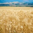 Soil nitrification rises under ozone and manure in 2-year wheat field trial, revealing hidden nitrogen risk