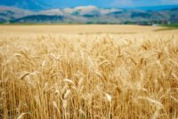 Soil nitrification rises under ozone and manure in 2-year wheat field trial, revealing hidden nitrogen risk