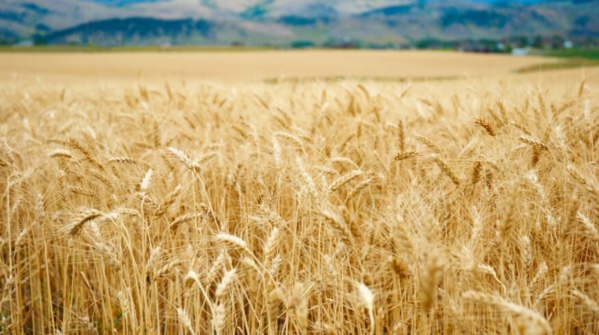 Soil nitrification rises under ozone and manure in 2-year wheat field trial, revealing hidden nitrogen risk