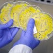 Zymofix raises €6 million to scale microbial manufacturing for agriculture